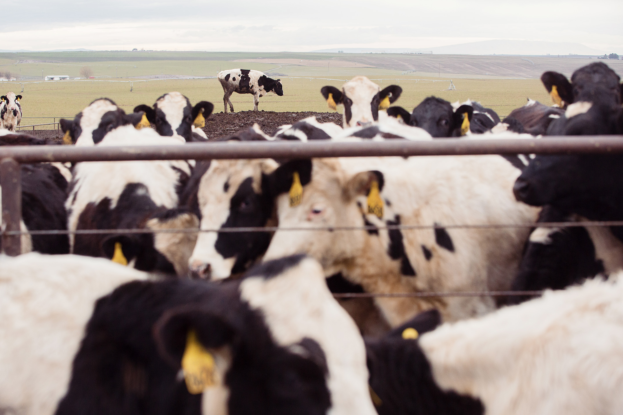 Mike Kane | Dairy cows in Eastern Washington | Seattle documentary, editorial, and commercial photography