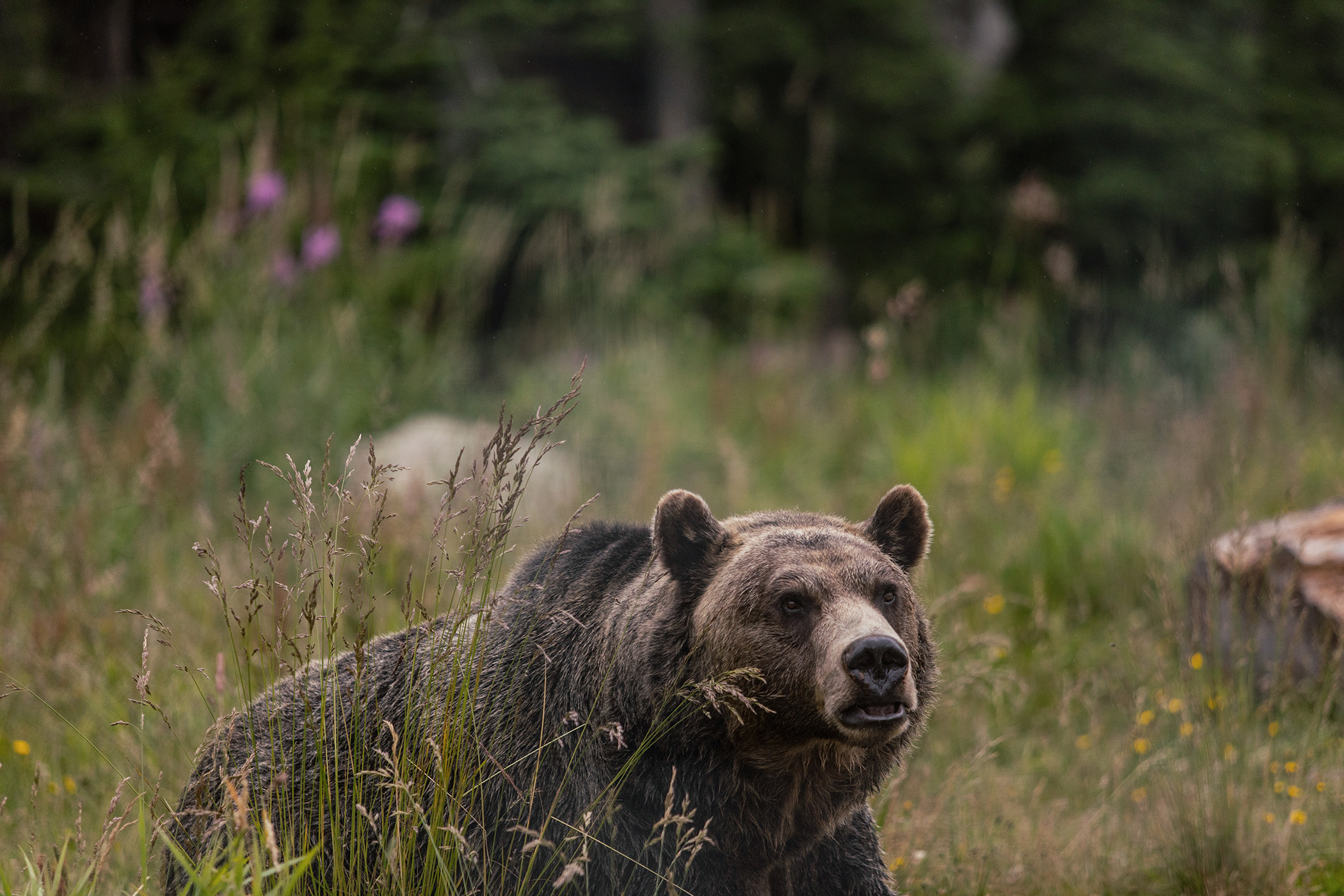 Mike Kane | Grizzly bear in British Columbia, Canada | Seattle documentary, editorial, and commercial photography