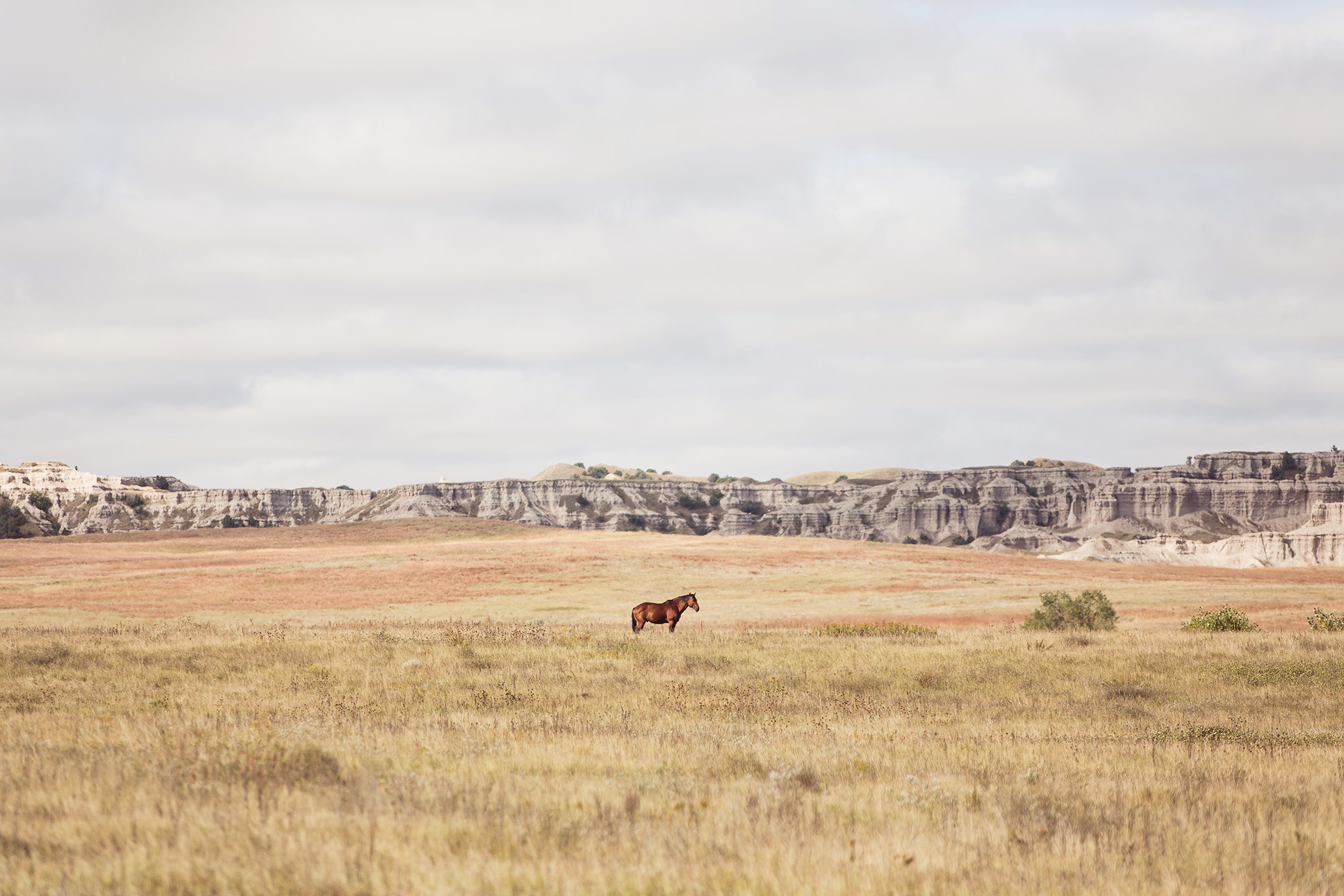 Mike Kane | Lone horse on the Pine Ridge Reservation in South Dakota | Seattle documentary, editorial, and commercial photography